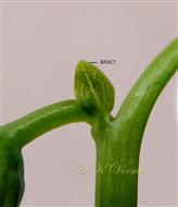  Bract